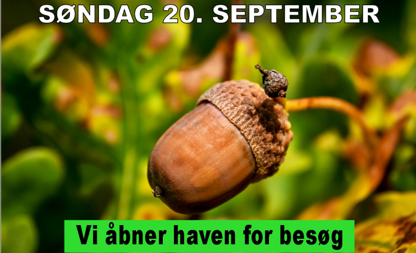 Have-Kig